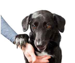 Picture for category Dog Treats